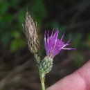 Cirsium palustre (L.) Coss. ex Scop.Cirsium palustre (L.) Coss. ex Scop.