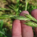 Bromus catharticus VahlBromus catharticus Vahl