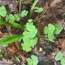 Medicago arabica (L.) Huds.Medicago arabica (L.) Huds.