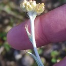 Helichrysum luteoalbum (L.) Rchb.Helichrysum luteoalbum (L.) Rchb.