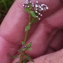 Corrigiola litoralis  L.Corrigiola litoralis L.