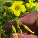 Oxalis pes-caprae L.Oxalis pes-caprae L.