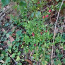 Ruscus aculeatus L.Ruscus aculeatus L.