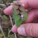 Lamium purpureum L.Lamium purpureum L.