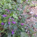 Echium rosulatum LangeEchium rosulatum Lange