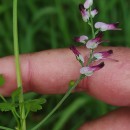 Fumaria muralis Sond. ex W.D.J. KochFumaria muralis Sond. ex W.D.J. Koch