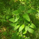Scrophularia herminii Hoffmanns. & LinkScrophularia herminii Hoffmanns. & Link