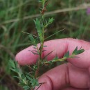 Genista berberidea LangeGenista berberidea Lange