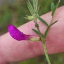 Vicia sativa L. subsp. nigra Ehrh.Vicia sativa L. subsp. nigra Ehrh.