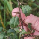 Pyrus cordata Desv.Pyrus cordata Desv.