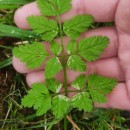 Chaerophyllum temulum L.Chaerophyllum temulum L.