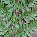 Dryopteris dilatata (Hoffm.) A. GrayDryopteris dilatata (Hoffm.) A. Gray