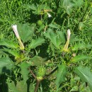 Datura stramonium L.Datura stramonium L.