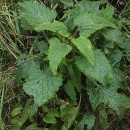 Scrophularia scorodonia L.Scrophularia scorodonia L.