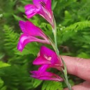Gladiolus communis L.Gladiolus communis L.