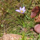 Romulea bulbocodium (L.) Sebast. & MauriRomulea bulbocodium (L.) Sebast. & Mauri