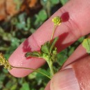 Medicago lupulina L.Medicago lupulina L.