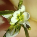 Cardamine hirsuta L.Cardamine hirsuta L.