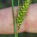 Carex binervis Sm.Carex binervis Sm.