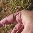 Avena barbata Pott subsp. barbataAvena barbata Pott subsp. barbata