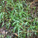 Anthoxanthum amarum Brot.Anthoxanthum amarum Brot.