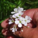 Cardamine pratensis  L.Cardamine pratensis  L.