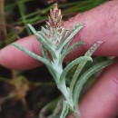 Gamochaeta calviceps (Fernald) CabreraGamochaeta calviceps (Fernald) Cabrera