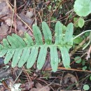 Polypodium vulgare L.Polypodium vulgare L.