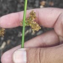 Juncus effusus L.Juncus effusus L.