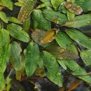 Potamogeton polygonifolius Pourr.Potamogeton polygonifolius Pourr.