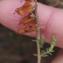 Erica ciliaris L.Erica ciliaris L.