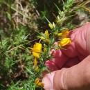 Ulex gallii Panch. subsp. breoganii (Castrov. & Valdés Berm.) Rivas Mart., T.E. Díaz, Fern. Prieto, Loidi & PenasUlex gallii Panch. subsp. breoganii (Castrov. & Valdés Berm.) Rivas Mart., T.E. Díaz, Fern. Prieto, Loidi & Penas