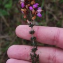 Erica cinerea L.Erica cinerea L.