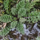 Jacobaea vulgaris Gaertn.Jacobaea vulgaris Gaertn.