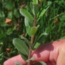 Salix repens L. subsp. repensSalix repens L. subsp. repens