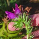 Echium plantagineum L.Echium plantagineum L.