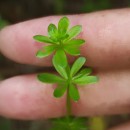 Galium mollugo L.Galium mollugo L.