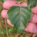 Betula celtiberica Rothm. & Vasc.Betula celtiberica Rothm. & Vasc.