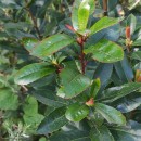 Arbutus unedo L.Arbutus unedo L.