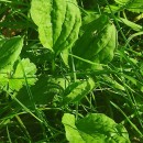 Plantago major  L.Plantago major  L.
