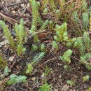 Thymelaea coridifolia (Lam.) Endl. subsp. coridifoliaThymelaea coridifolia (Lam.) Endl. subsp. coridifolia