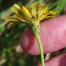 Hypochaeris radicata L.Hypochaeris radicata L.