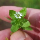 Stellaria media (L.) Vill.Stellaria media (L.) Vill.