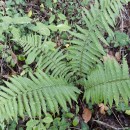 Dryopteris affinis - Grupo (Lowe) Fraser-JenkinsDryopteris affinis - Grupo (Lowe) Fraser-Jenkins
