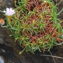 Armeria pubigera (Desf.) Boiss.Armeria pubigera (Desf.) Boiss.