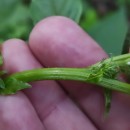 Amaranthus hybridus L.Amaranthus hybridus L.