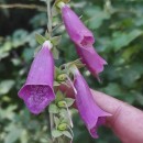 Digitalis purpurea L.Digitalis purpurea L.