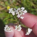 Trocdaris verticillatum (L.) Raf.Trocdaris verticillatum (L.) Raf.