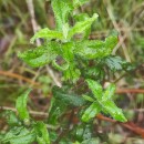 Cistus inflatus Pourr. ex DemolyCistus inflatus Pourr. ex Demoly