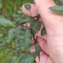 Pyrus cordata Desv.Pyrus cordata Desv.